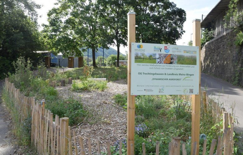 Nutzen für die Artenvielfalt, den Klimaschutz und die Bürger: „Dynamischer Agroforst“ in Trechtingshausen, nahe der Bahnlinie.