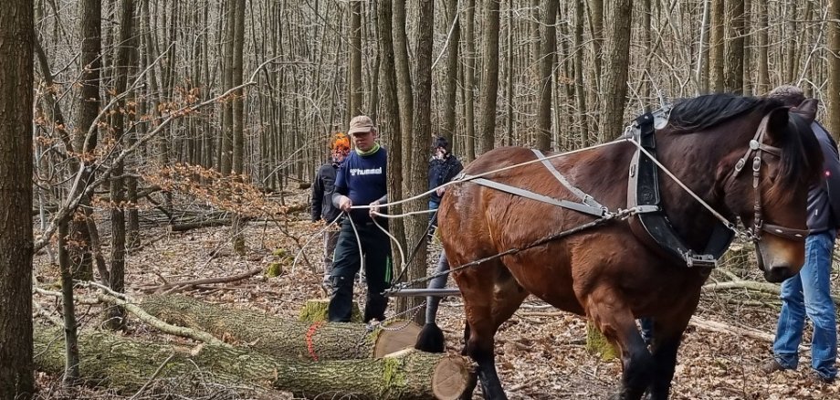 Arbeitseinsatz im Freinsheimer Ganerbernwald. Im Wechsel zieht eins der beiden  Rückepferde des Westerwälders Stefan Golz die Stämme bis zur jeweiligen Transportschneise. Das Ökosystem Waldboden wird auf diese Weise geschont. 