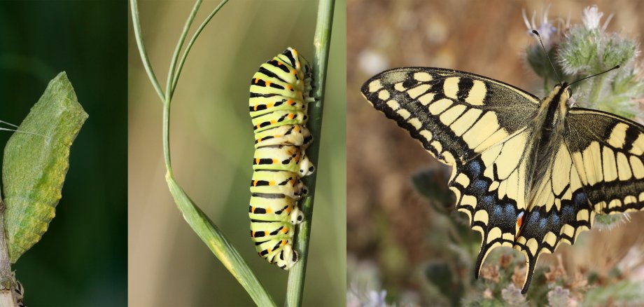 „Ohne Raupen keine Schmetterlinge“, sagt Professor Künast. Sein Anliegen war und ist es, Lebensräume für Insekten zu schaffen