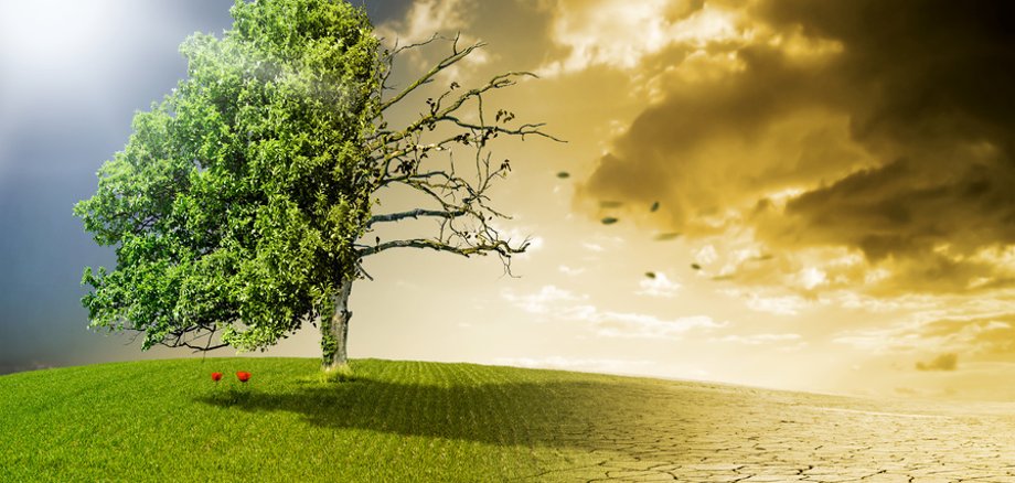 In der Mitte des Bildes befindet sich ein Baum.  Der Baum ist in zwei Hälften geteilt. Auf der linken Seite ist der Baum grün und gesund, er ssteht auf einer grünen Wiese, der Himmel ist blau. Auf der rechten Seite ist der Baum ohne Blätter, die Erde ist vertrocknet. Dies steht symbolisch für den Klimawandel.