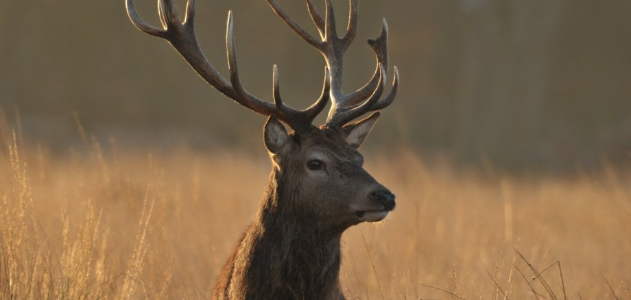 Das Bild zeigt einen Hirsch