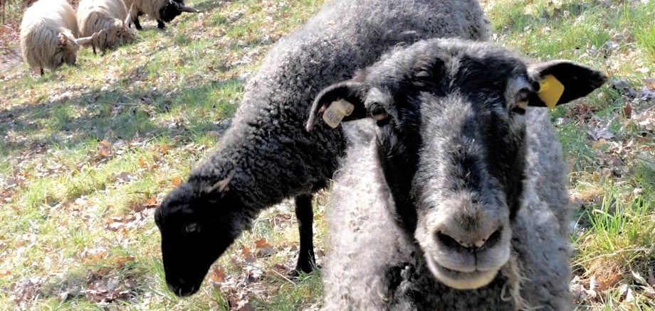 Mit der Beweidung durch Schafe wurden auf Streuobstwiesen bereits sehr gute Erfahrungen gemacht. Jetzt sollen die Tiere auch Flächen innerhalb der Stadt Neuwied verbessern – im Sinne des Artenschutzes.