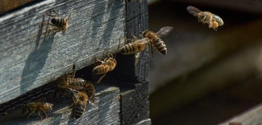 Das Bild zeigt etwa ein Dutzend Honigbienen im Anflug auf den Bienenstock. 